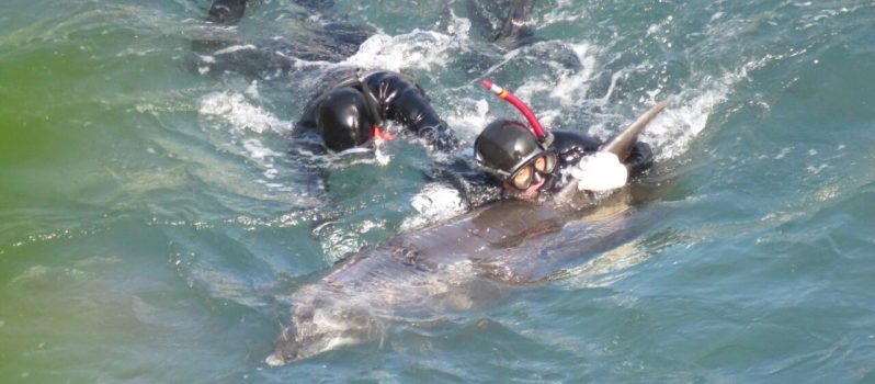 Dolphin Hunting Season Opens In Japan | The Silo