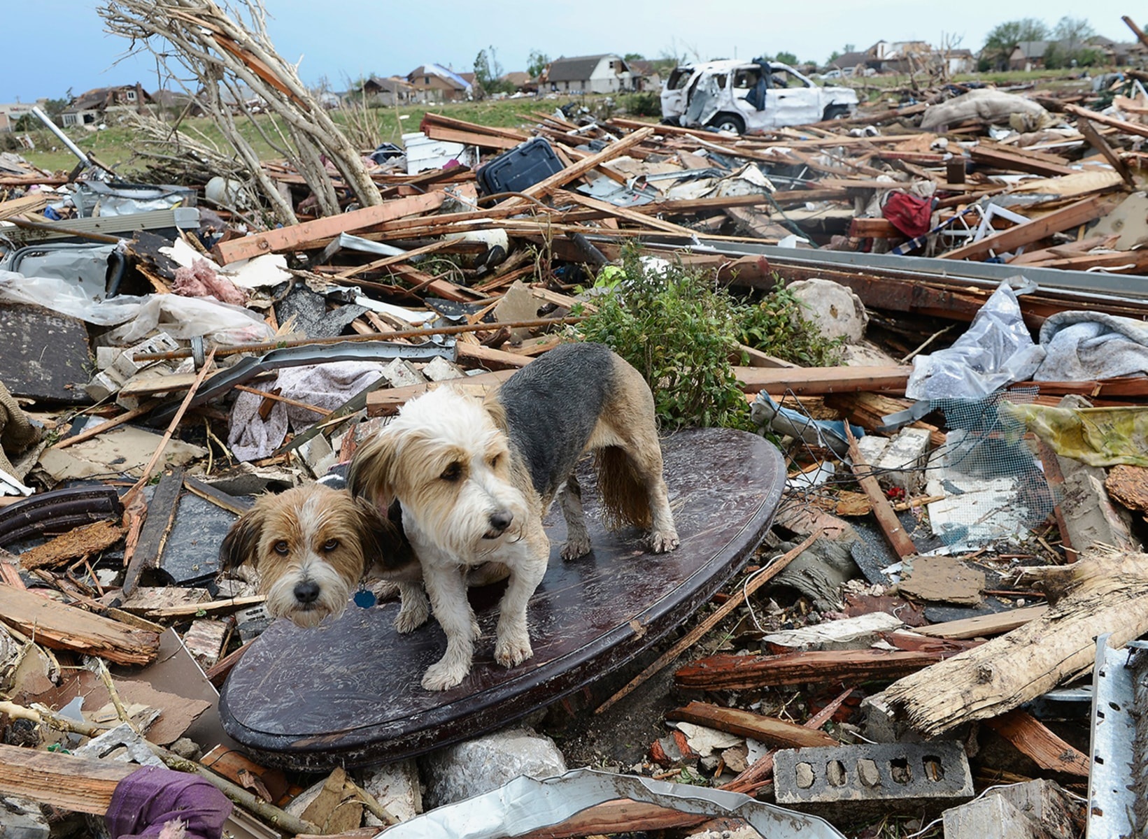 World’s First Pet Evacuation App