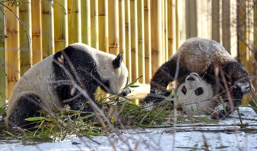 Canada’s 2020 Panda Return Is Red Flag For San Francisco Zoo